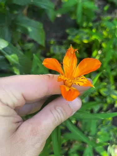 Peruvian Lily