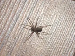 Brown Recluse thumbnail 4