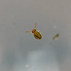 Sminthurinus elegans thumbnail 3