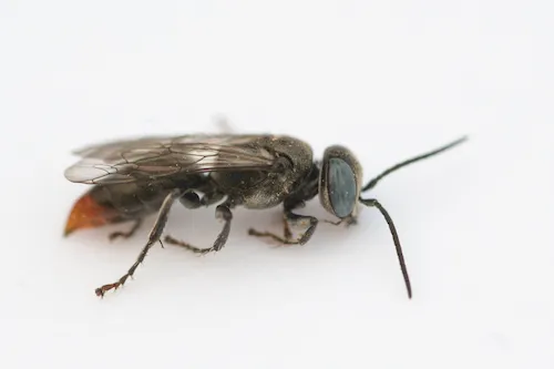 Tachysphex alpestris