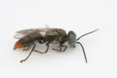 Tachysphex alpestris thumbnail 1