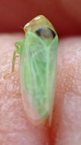 Macropsis rufocephala