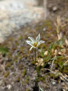 Snowdon Lily thumbnail 3