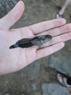 Snake River Sculpin thumbnail 4