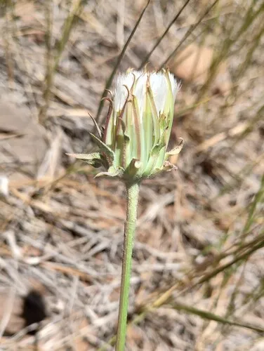 bigflower agoseris