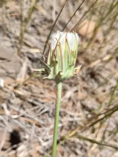 bigflower agoseris thumbnail 1