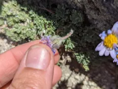 Salish Daisy thumbnail 4