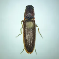 Red-bellied Click Beetle thumbnail 4