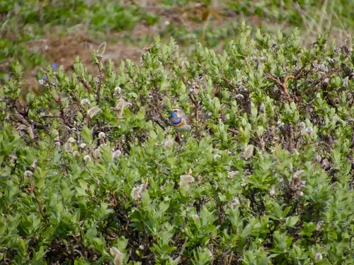 Bluethroat