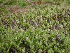 Bluethroat thumbnail 1
