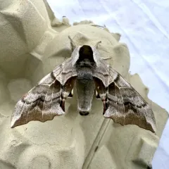 Smerinthus astarte thumbnail 3