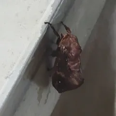 Saddleback Caterpillar Moth thumbnail 4