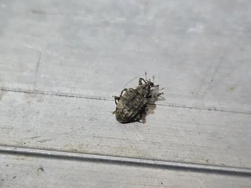 Pigweed Curculio
