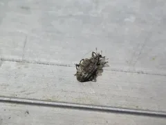 Pigweed Curculio thumbnail 1