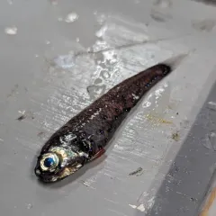 California Headlightfish thumbnail 2