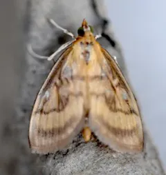 Pale-winged Crocidophora Moth thumbnail 3