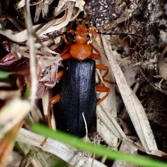 Fan-shaped Fire-colored Beetle thumbnail 1