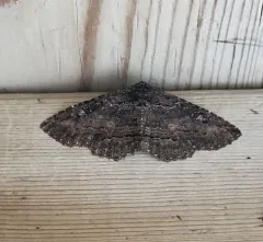 Green-dusted Zale Moth thumbnail 3