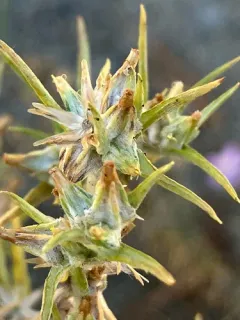 narrowleaf cottonrose thumbnail 1