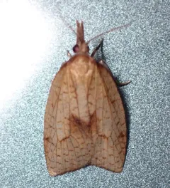 Mosaic Sparganothis Moth thumbnail 3
