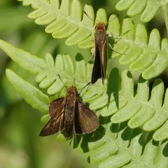 Two-spotted Skipper thumbnail 4