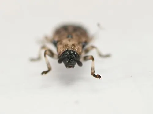 Brachycoryna hardyi