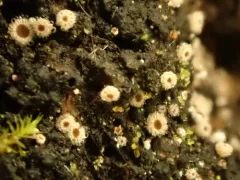 Lasiobelonium corticale thumbnail 3