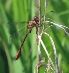 Russet-tipped Clubtail thumbnail 4