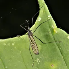Gnophomyia tristissima thumbnail 4