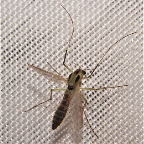 Chironomus atroviridis