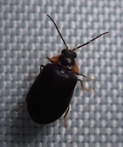Ectopria nervosa thumbnail 4