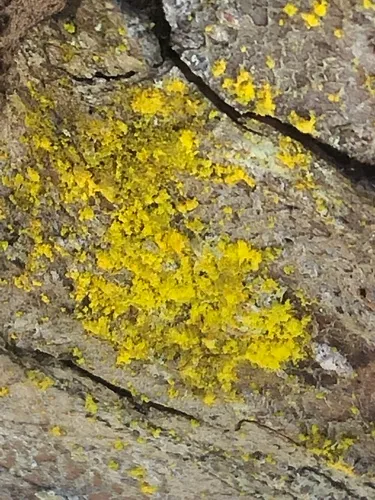 Crusty Gold-dust Lichen