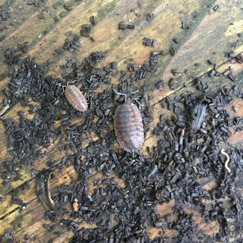 Common Rough Woodlouse