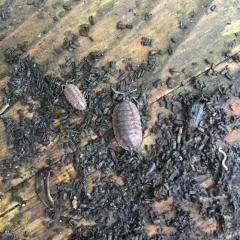 Common Rough Woodlouse thumbnail 1