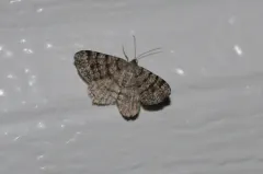 Six-spotted Angle thumbnail 3