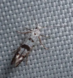 Arborvitae Leafminer thumbnail 3