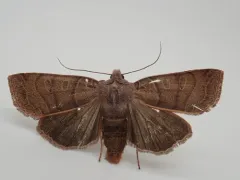 Silky Sallow thumbnail 1