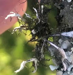Elegant Fringe Lichen thumbnail 2
