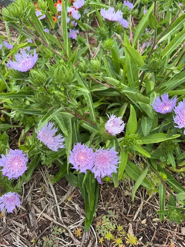 Stokes' aster