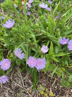 Stokes' aster thumbnail 1