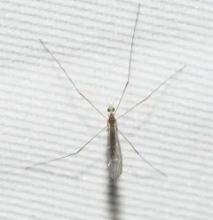 Gonomyia subcinerea thumbnail 2