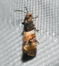 Lobesia spiraeae thumbnail 4