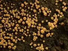 Merismodes anomala thumbnail 4