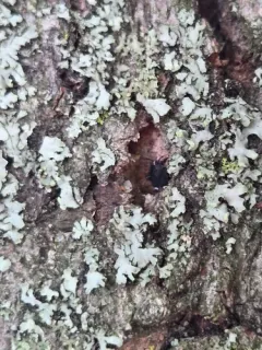 Myiomma cixiiforme thumbnail 4