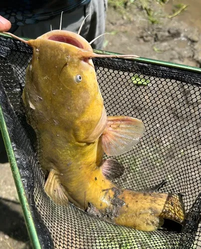 Flathead Catfish