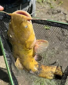 Flathead Catfish thumbnail 1