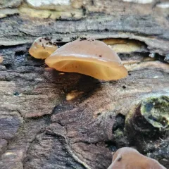 Jelly Tree Ear thumbnail 4