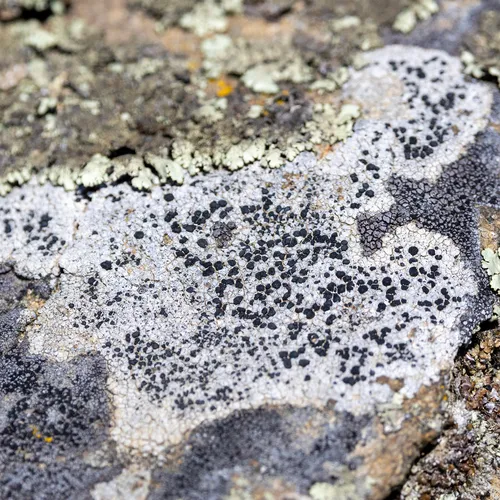 Lecidea plana