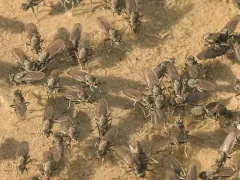 Alkali Fly thumbnail 3