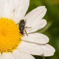 Daisy Flower Weevil thumbnail 4